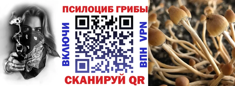 Галлюциногенные грибы Psilocybine cubensis Нововоронеж
